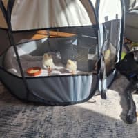 Photo of Buddy   7 Month Old Kelpie X