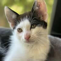 Photo of Chilli   In Foster Care In Cranbourne