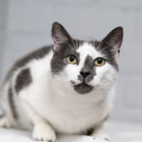 Photo of Primrose