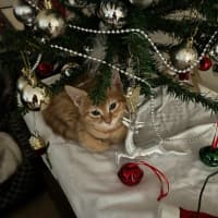 Photo of Dexter