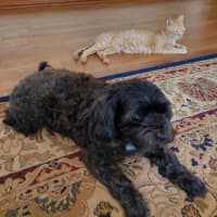 Photo of Poppy