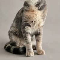 Photo of Peanut