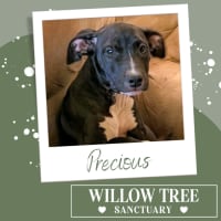 Photo of Precious 