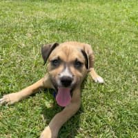 Photo of Pip   11 Week Old Kelpie X