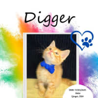 Photo of Digger