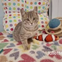 Photo of Juliette