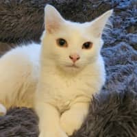 Photo of Cosima *9 Lives Project Rescue*