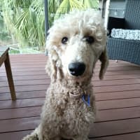 Photo of Paris   1 Year Old Poodle