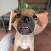 Photo of Dot