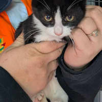 Photo of Butterball Brown