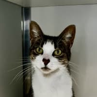 Photo of Billie (Bonded To Zephyr)