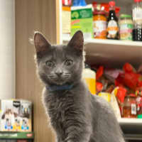 Photo of Milo