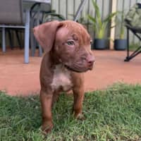 Photo of Harvey