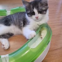 Photo of Cherry   Available From 20/1