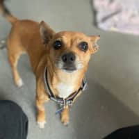 Photo of Tuna