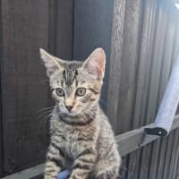 Photo of Mufasa (Was Gus)