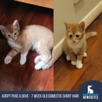 Photo of Pixie & Dixie   7 Week Old Domestic Short Hair