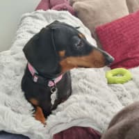 Photo of Penny And Maverick