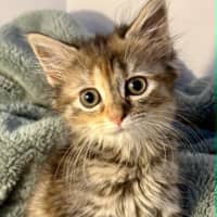 Photo of Violet 