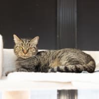 Photo of Kirby