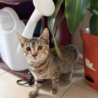 Photo of Chai
