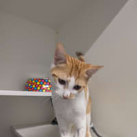 Photo of Pippin