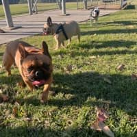 Photo of Buckley   3 Year Old French Bulldog