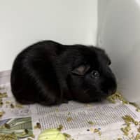 Photo of Lionel (Bonded With Walter And Fabio)