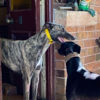 Photo of Bonnie, The Greyhound