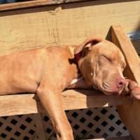 Photo of Minka