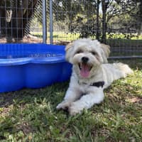 Photo of Thor (Previously Ziya)