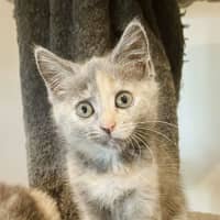 Photo of Cottontail   Located In Preston 