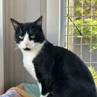 Photo of Batman