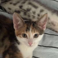 Photo of Scarlett ❤️ Meet Me At Petstock Hastings 23/3