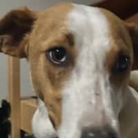 Photo of Nacho   7 Month Old Koolie X Kelpie