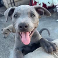 Photo of Velvet Teddy