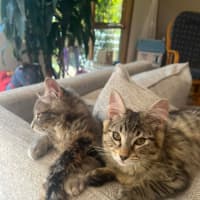 Photo of Star & Silver