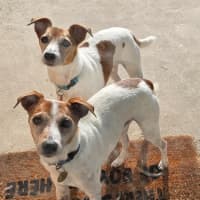 Photo of Abbott & Costello