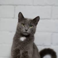 Photo of Lilac