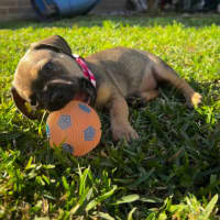 Photo of Daisy   11 Week Old Pug X Dachshund