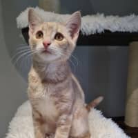 Photo of Butterscotch 