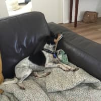 Photo of Blaze   2 Year Old Foxy 