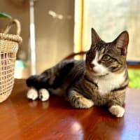 Photo of Lindsay   Located In Westmeadows