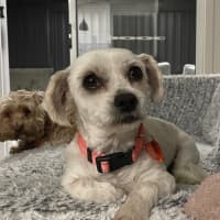 Photo of Little Miss Hunter 