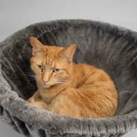 Photo of Garfield 
