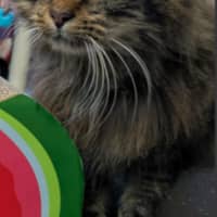 Photo of Cliff Richard