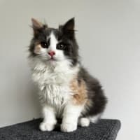 Photo of Celeste