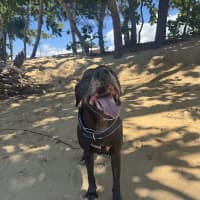 Photo of Shadow