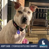 Photo of Sadie   2 Year Old Cattle Dog X