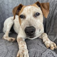 Photo of Rusty ~ Red Cattle Dog Puppy
